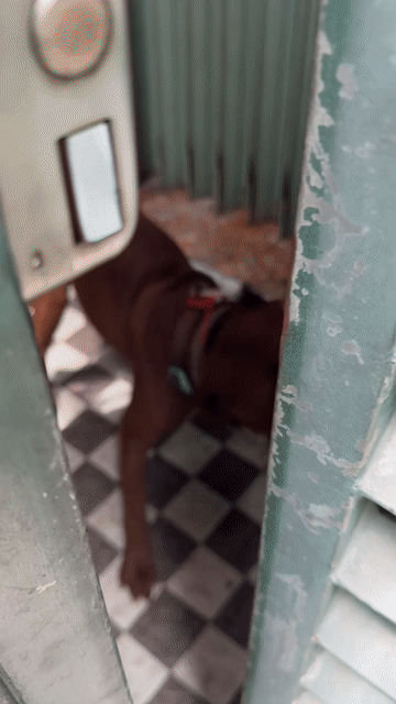 Chó Pitbull khỏe mạnh thông minh. Mua bán Chó tại Quận 11 Tp Hồ Chí Minh được đăng bởi Huỳnh Tuấn Kiệt hình 1