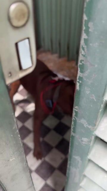 Chó Pitbull khỏe mạnh thông minh. Mua bán Chó tại Quận 11 Tp Hồ Chí Minh được đăng bởi Huỳnh Tuấn Kiệt hình 1
