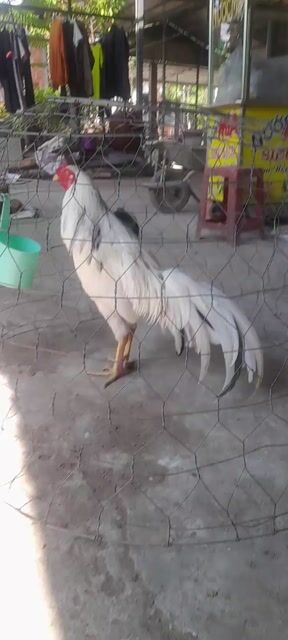 Gà chọi Thái Mỹ trống 3.3kg. Mua bán Gà tại Thị xã Bình Minh Vĩnh Long được đăng bởi Nguyen thanh nam hình 1