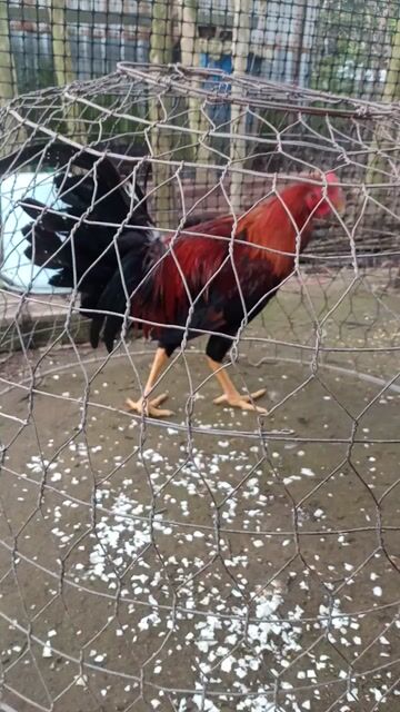 Kelso tơ trạng lớn. Mua bán Gà tại Huyện Long Mỹ Hậu Giang được đăng bởi chuyen nòi mỹ hatch vs kelso  hình 1