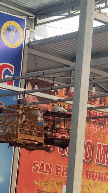 ra nhanh. Mua bán Chim tại Quận Cẩm Lệ Đà Nẵng được đăng bởi để bán chim hình 1