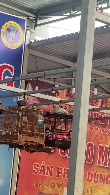 ra nhanh. Mua bán Chim tại Quận Cẩm Lệ Đà Nẵng được đăng bởi để bán chim hình 1