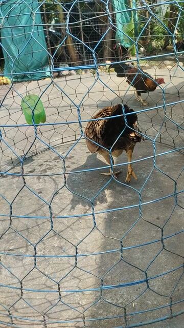 Gà Nòi Siu Mỹ cái 0.9kg. Mua bán Gà tại Huyện Mang Thít Vĩnh Long được đăng bởi Nhân gà tre hình 1