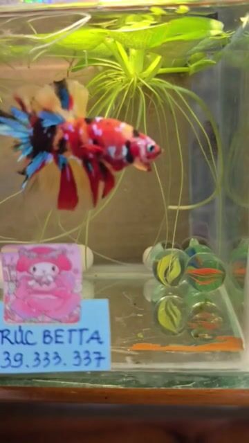 Cá Betta Đa sắc Khỏe mạnh. Mua bán Thú cưng khác tại Huyện Đức Hòa Long An được đăng bởi Minh Hải Official hình 1