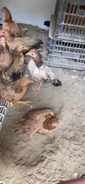 Gà Tre Bắc trang mini mái. Mua bán Gà tại Quận Liên Chiểu Đà Nẵng được đăng bởi dũng hình 1