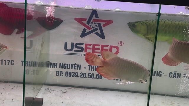 Cá cảnh Bạch ngọc S36. Mua bán Thú cưng khác tại Quận Cái Răng Cần Thơ được đăng bởi Khai quoc hình 1