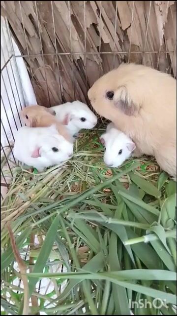 Bọ u Ame. Mua bán Thú cưng khác tại Quận Gò Vấp Tp Hồ Chí Minh được đăng bởi Đăng Khoa  hình 1