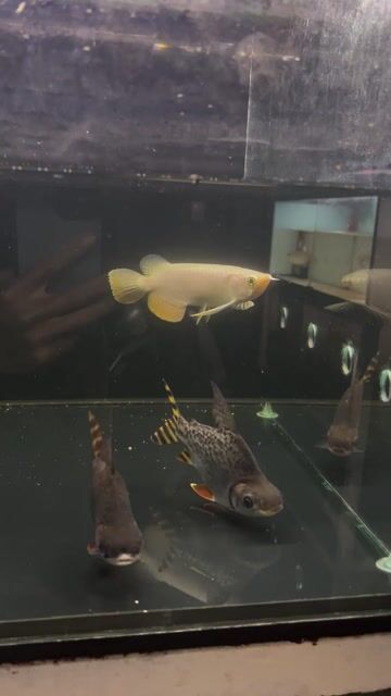 kim long bối 24k. Mua bán Thú cưng khác tại Thị xã Tân Uyên Bình Dương được đăng bởi Tuấn hình 1