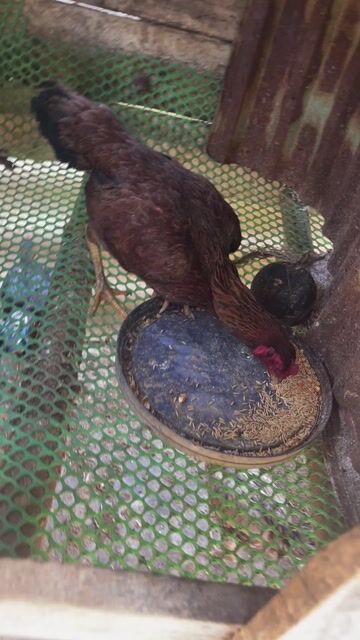 Gà Mái Thái Pama Mái Nâu. Mua bán Gà tại Huyện Hòa Vang Đà Nẵng được đăng bởi Trang Nguyễn hình 1