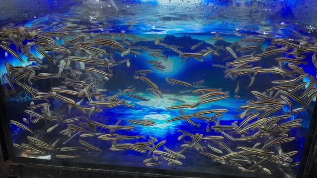 Cá lóc bông tự nhiên 10k 1con 10 con bao ship. Mua bán Thú cưng khác tại Huyện Bình Chánh Tp Hồ Chí Minh được đăng bởi Ngân Bán Cá Lóc hình 1