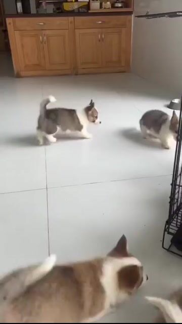 Chó Corgi thuần chủng - chó corgi giá từ 2xxx. Mua bán Chó tại Quận Bình Tân Tp Hồ Chí Minh được đăng bởi Anh Hoàng hình 1