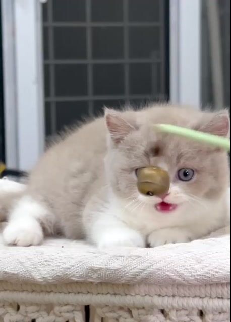 Mèo munchkin chân ngắn siêu cute giá từ 5 cá 😍. Mua bán Mèo tại Quận 1 Tp Hồ Chí Minh được đăng bởi Như Ý hình 1