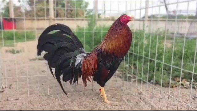 Trại Gà nhập đổ trực tiếp F1 không qua trung gian. Mua bán Gà tại Quận Bình Tân Tp Hồ Chí Minh được đăng bởi Thanh Hieu hình 1