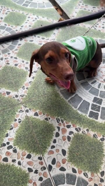 LẠP XƯỞNG 3 tháng. Mua bán Chó tại Quận Ninh Kiều Cần Thơ được đăng bởi Kim Ngân hình 1