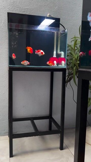 Hồ cá cảnh 45x35x30 cm đủ phụ kiện. Mua bán Phụ kiện, Thức ăn, Dịch vụ tại Huyện Bình Chánh Tp Hồ Chí Minh được đăng bởi hùng hình 1