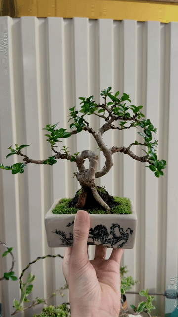 Cây cảnh Sam hương cẩm thạch. Mua bán Cây cảnh, đồ trang trí tại Thị xã Phú Mỹ Bà Rịa - Vũng Tàu được đăng bởi Bonsai Mini hình 1