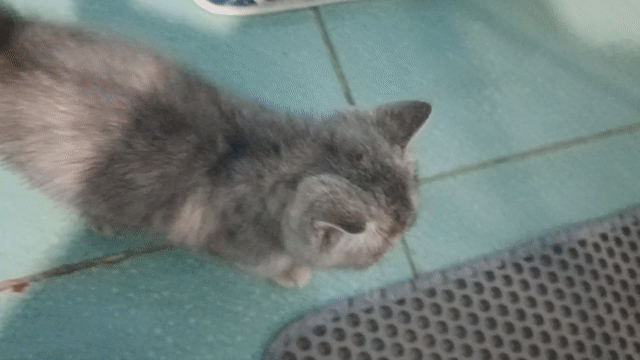 Mèo Anh lông ngắn Tabby 2 tháng. Mua bán Mèo tại Thành phố Thuận An Bình Dương được đăng bởi Nguyễn Thanh hình 1