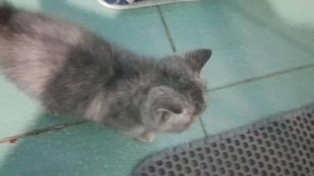 Mèo Anh lông ngắn Tabby 2 tháng. Mua bán Mèo tại Thành phố Thuận An Bình Dương được đăng bởi Nguyễn Thanh hình 1