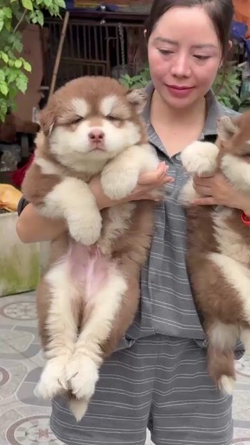 Chó Alaska ssvn to bự. Mua bán Chó tại Quận Thanh Khê Đà Nẵng được đăng bởi Quỳnh Trang Petshop hình 1