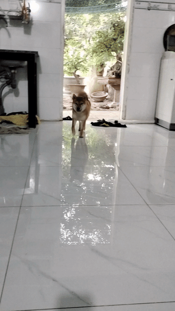 Chó Shiba Inu cái gần 1 năm tuổi. Mua bán Chó tại Huyện Long Điền Bà Rịa - Vũng Tàu được đăng bởi Lê an hình 1