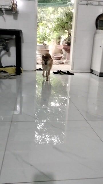 Chó Shiba Inu cái gần 1 năm tuổi. Mua bán Chó tại Huyện Long Điền Bà Rịa - Vũng Tàu được đăng bởi Lê an hình 1