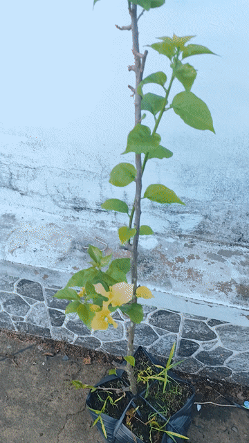 Cây cảnh Hoa giấy Chittra Gold. Mua bán Cây cảnh, đồ trang trí tại Huyện Chợ Gạo Tiền Giang được đăng bởi Thì Chơi Thích hình 1
