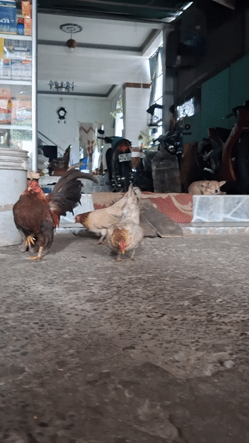 3 Gà serama kiểng . Mua bán Gà tại Huyện Long Hồ Vĩnh Long được đăng bởi Thanh Trung hình 1