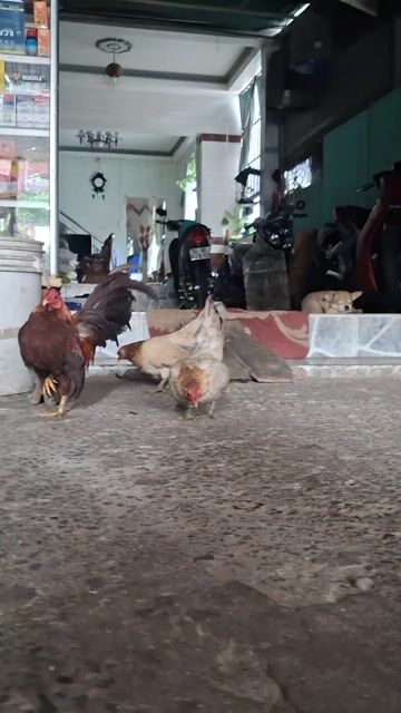 3 Gà serama kiểng . Mua bán Gà tại Huyện Long Hồ Vĩnh Long được đăng bởi Thanh Trung hình 1