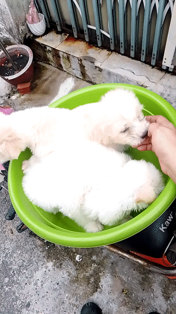 Chó Phốc Sóc lai Poodle siêu cưng . Mua bán Chó tại Quận 12 Tp Hồ Chí Minh được đăng bởi ngolinh hình 1