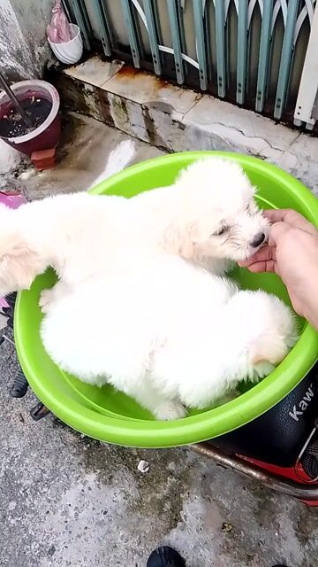 Chó Phốc Sóc lai Poodle siêu cưng . Mua bán Chó tại Quận 12 Tp Hồ Chí Minh được đăng bởi ngolinh hình 1