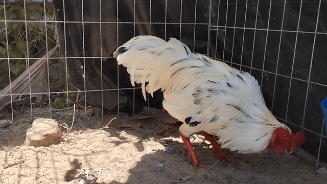 bướm xuân 3kg5 tay tốt đá liền.. mùa lỡ. Mua bán Gà tại Huyện Châu Thành An Giang được đăng bởi Nhi Gà Đá hình 1