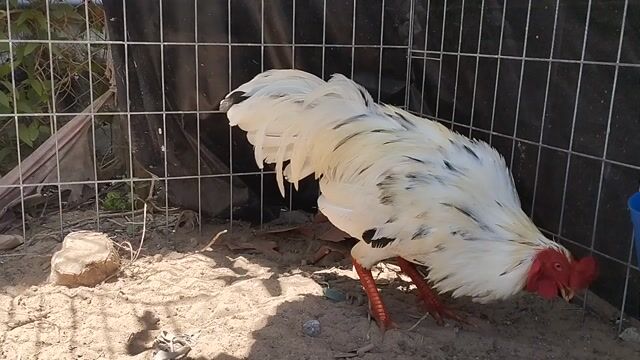 bướm xuân 3kg5 tay tốt đá liền.. mùa lỡ. Mua bán Gà tại Huyện Châu Thành An Giang được đăng bởi Nhi Gà Đá hình 1