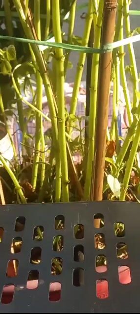 Chim chào mào Đen trắng đỏ. Mua bán Chim tại Quận Bình Tân Tp Hồ Chí Minh được đăng bởi Minh Quân hình 1