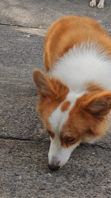Chó Corgi Fluffy Cái 11 tháng. Mua bán Chó tại Quận 12 Tp Hồ Chí Minh được đăng bởi Cá Bling hình 1
