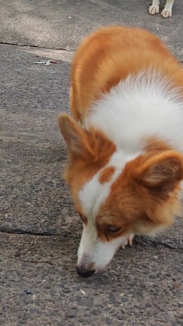 Chó Corgi Fluffy Cái 11 tháng. Mua bán Chó tại Quận 12 Tp Hồ Chí Minh được đăng bởi Cá Bling hình 1