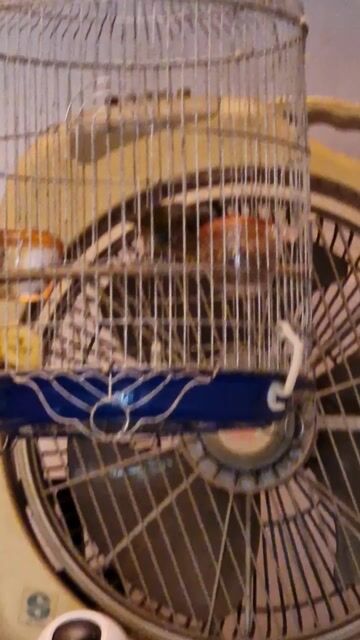 Chim cảnh nhiều màu khỏe mạnh. Mua bán Chim tại Quận 1 Tp Hồ Chí Minh được đăng bởi Hanh hình 1