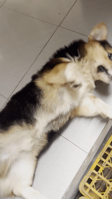 Chó Corgi Tricolor cái 5 tháng. Mua bán Chó tại Thành phố Long Xuyên An Giang được đăng bởi Trọng Nam hình 1