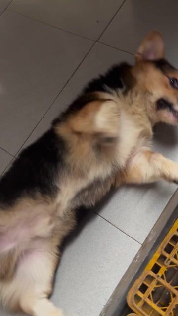 Chó Corgi Tricolor cái 5 tháng. Mua bán Chó tại Thành phố Long Xuyên An Giang được đăng bởi Trọng Nam hình 1