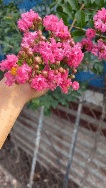Cây cảnh Tường vi Hồng Hoa chùm đẹp. Mua bán Cây cảnh, đồ trang trí tại Huyện Hóc Môn Tp Hồ Chí Minh được đăng bởi hoangdq hình 1