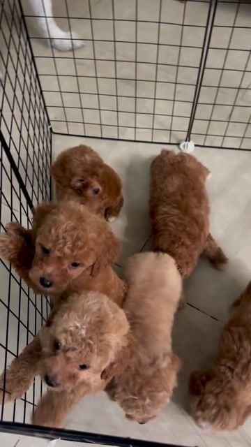 Chó Poodle nâu đỏ gần 2 tháng. Mua bán Chó tại Quận 8 Tp Hồ Chí Minh được đăng bởi Bảo DS hình 1