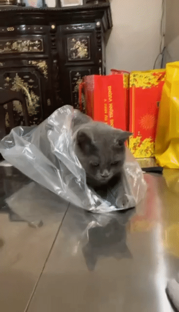 Mèo Anh lông ngắn Xám 5-6kg. Mua bán Mèo tại Huyện Nhà Bè Tp Hồ Chí Minh được đăng bởi HOME E- hình 1