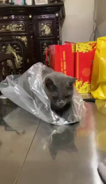 Mèo Anh lông ngắn Xám 5-6kg. Mua bán Mèo tại Huyện Nhà Bè Tp Hồ Chí Minh được đăng bởi HOME E- hình 1