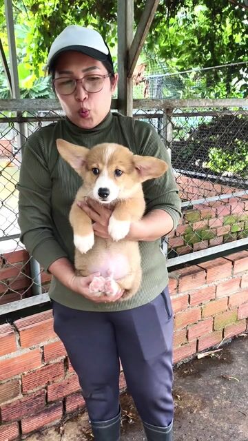 Chó Corgi Vàng trắng. Mua bán Chó tại Huyện Củ Chi Tp Hồ Chí Minh được đăng bởi Nông dân Củ chi hình 1