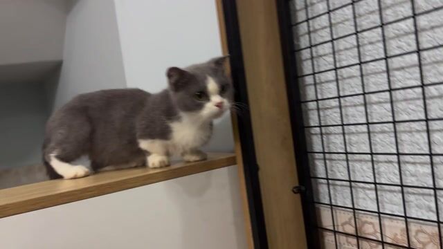 Chân lùn bicolor tai cụp. Mua bán Mèo tại Quận 12 Tp Hồ Chí Minh được đăng bởi Petty Pet hình 1