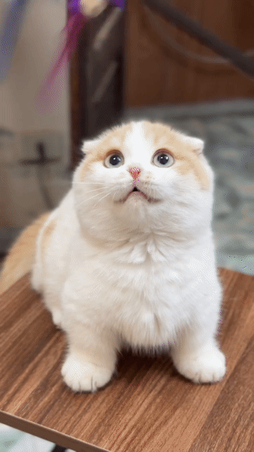 Mèo munchkin chân lùn màu bicream siêu đẹp đực. Mua bán Mèo tại Thành phố Thủ Đức Tp Hồ Chí Minh được đăng bởi Âu Minh Huy hình 1