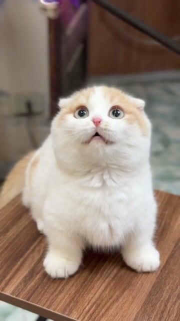 Mèo munchkin chân lùn màu bicream siêu đẹp đực. Mua bán Mèo tại Thành phố Thủ Đức Tp Hồ Chí Minh được đăng bởi Âu Minh Huy hình 1