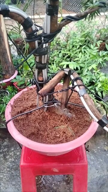 Tùng vạn niên bonsai. Mua bán Cây cảnh, đồ trang trí tại Huyện Cai Lậy Tiền Giang được đăng bởi giao lưu cây cảnh  hình 1