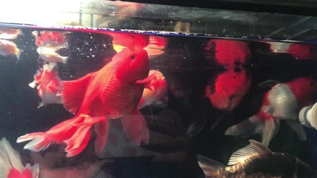 Cá vàng Ranchu lớn Đỏ Đen Trắng. Mua bán Thú cưng khác tại Thành phố Thủ Đức Tp Hồ Chí Minh được đăng bởi Tuyen Trong hình 1