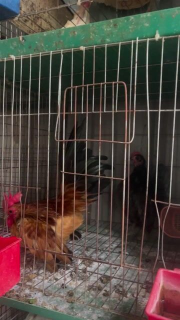 Gà Serama nhiều màu. Mua bán Gà tại Quận 8 Tp Hồ Chí Minh được đăng bởi Nghia Trinh hình 1