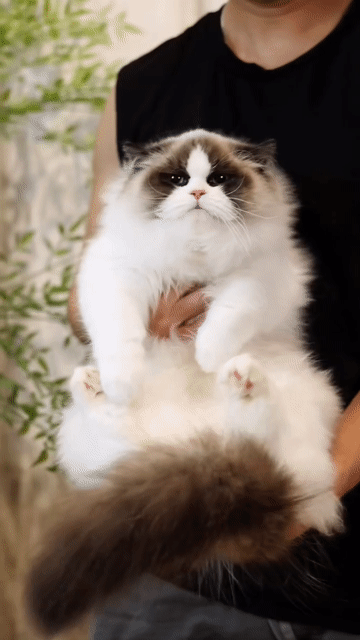 Mèo Ragdoll Cái Trung Quốc 4.5 tháng Trắng Nâu. Mua bán Mèo tại Quận Tân Phú Tp Hồ Chí Minh được đăng bởi CHÂU HỒNG PHÚC hình 1